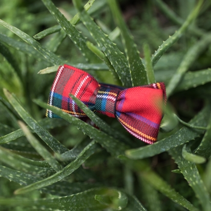 Noeud papillon Tartan Dickson rouge...